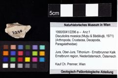 Foto (Objket + Etiketten) von Discutiolira moesica (Muţiu & Bădăluţă, 1971) 